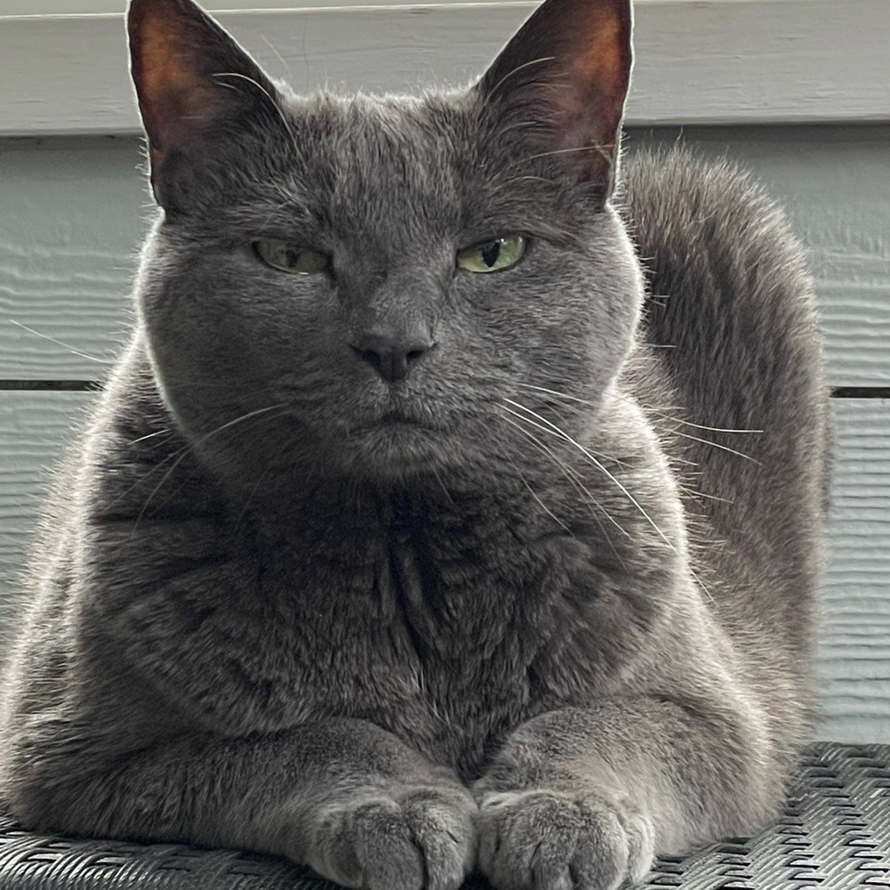 Meet your Posher, Polly